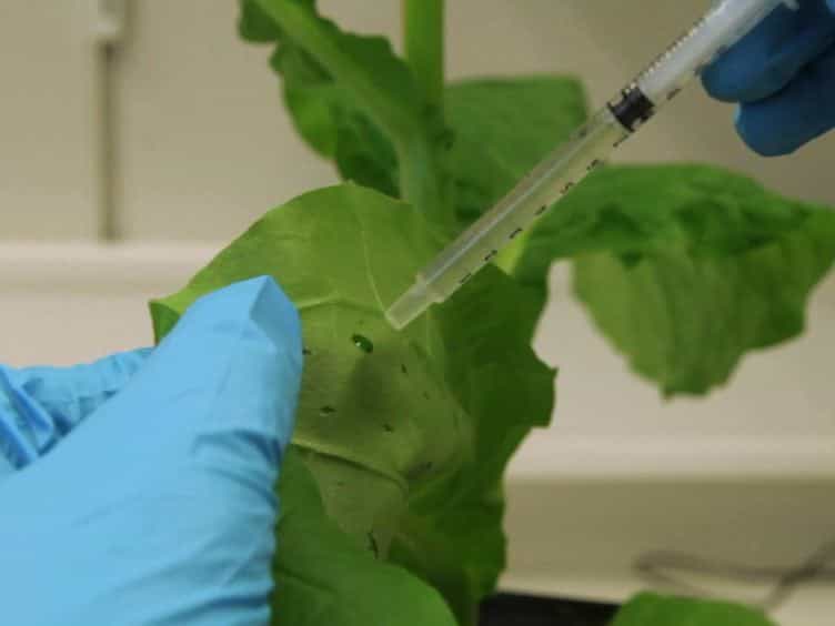 Expression of Recombinant Cellulase Cel5A from Trichoderma reesei in Tobacco Plants