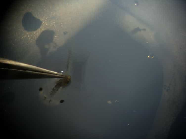 A Simple Behavioral Assay for Testing Visual Function in Xenopus laevis