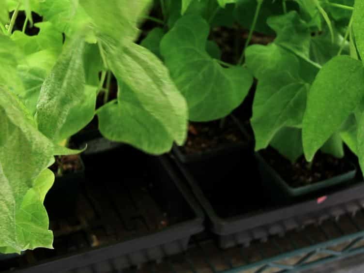 Application of Two-spotted Spider Mite Tetranychus urticae for Plant-pest Interaction Studies