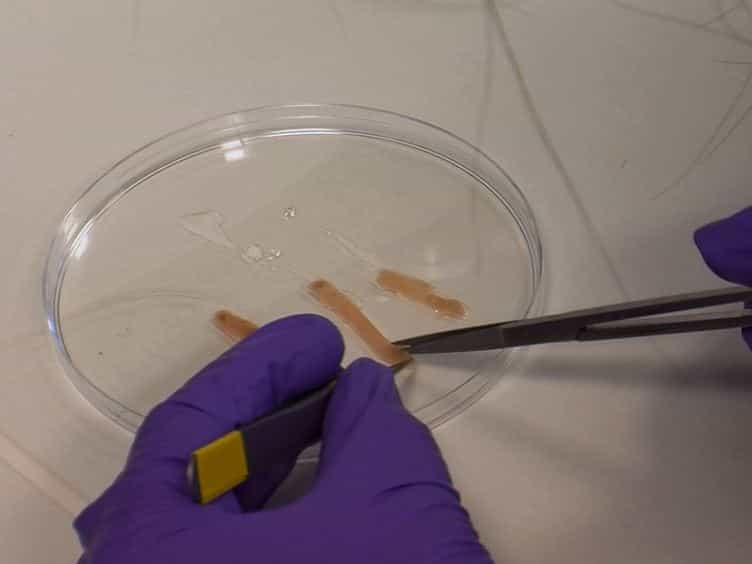 A Video Protocol of Retroviral Infection in Primary Intestinal Organoid Culture