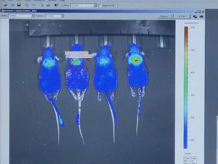 Cerenkov Luminescence Imaging of Interscapular Brown Adipose Tissue