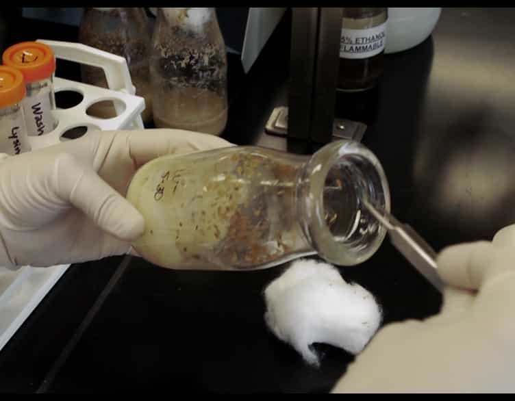 Dissection and Immunostaining of Imaginal Discs from Drosophila melanogaster
