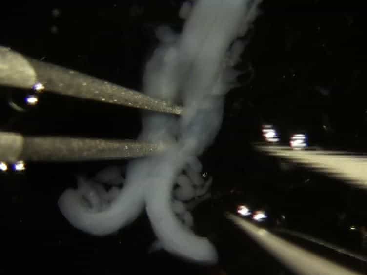 Production and Isolation of Axons from Sensory Neurons for Biochemical Analysis Using Porous Filters