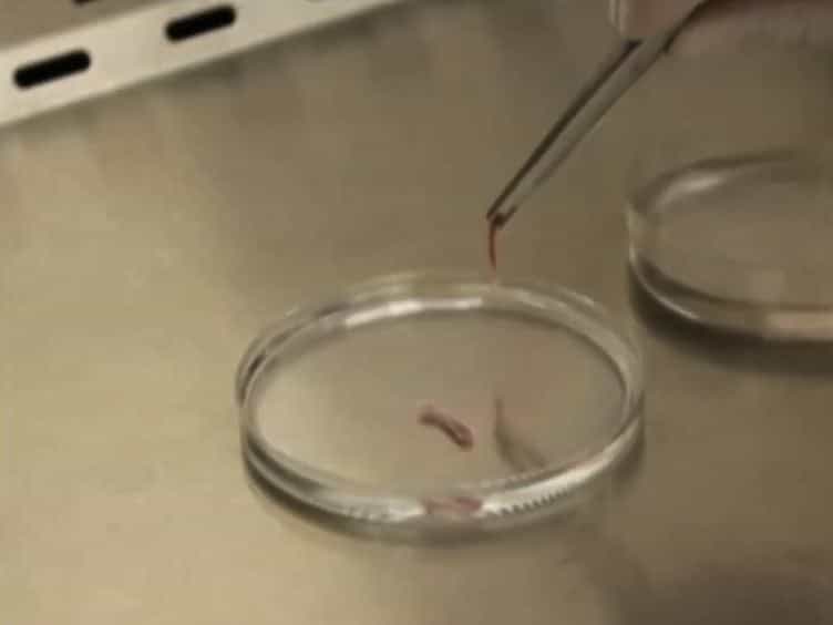 A Novel in vivo Gene Transfer Technique and in vitro Cell Based Assays for the Study of Bone Loss in Musculoskeletal Disorders