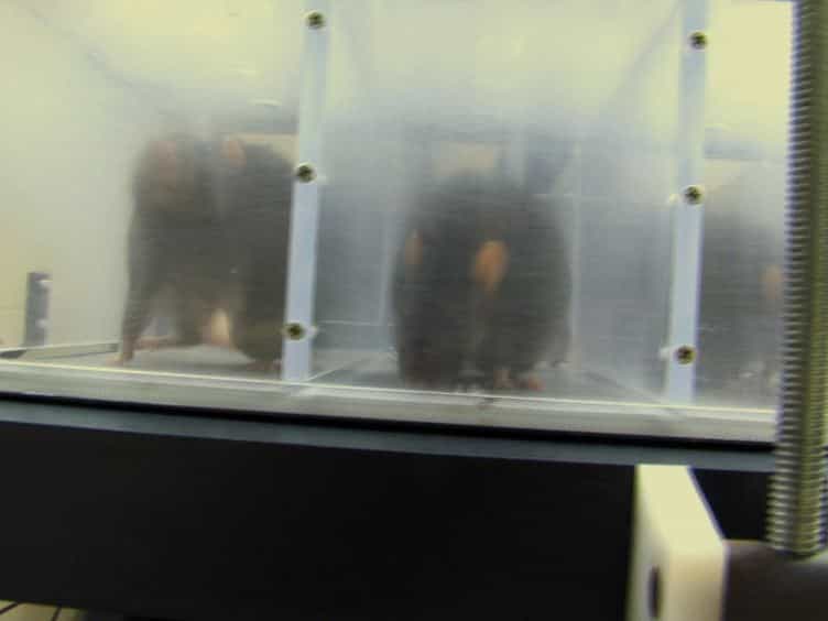 Getting to Compliance in Forced Exercise in Rodents: A Critical Standard to Evaluate Exercise Impact in Aging-related Disorders and Disease