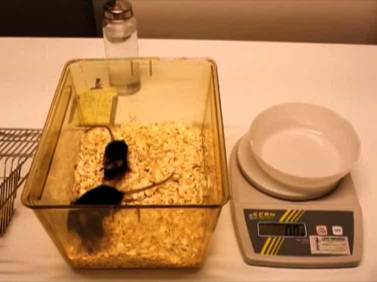 Flat-floored Air-lifted Platform: A New Method for Combining Behavior with Microscopy or Electrophysiology on Awake Freely Moving Rodents