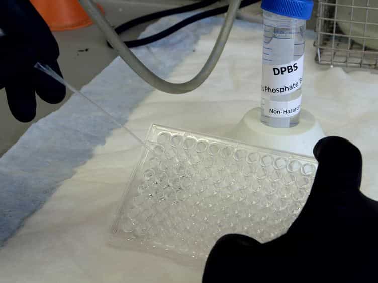 The Use of the Ex Vivo Chandler Loop Apparatus to Assess the Biocompatibility of Modified Polymeric Blood Conduits