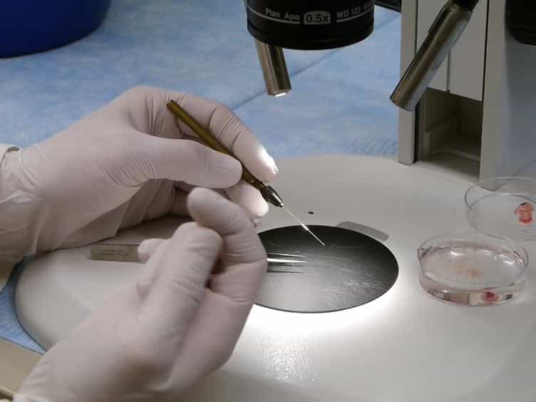 Protein Isolation from the Developing Embryonic Mouse Heart Valve Region