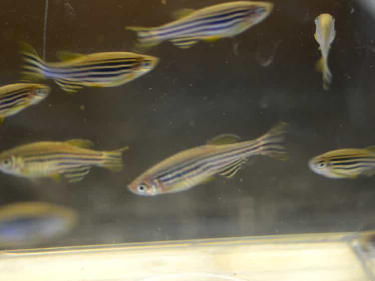 Kidney Regeneration in Adult Zebrafish by Gentamicin Induced Injury