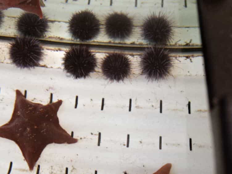 A Method for Microinjection of Patiria minata Zygotes