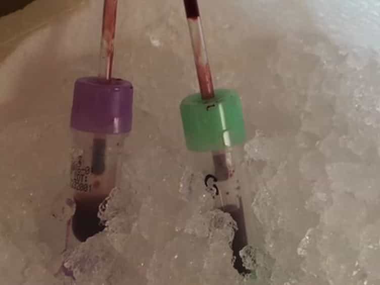 Non-Terminal Blood Sampling Techniques in Guinea Pigs