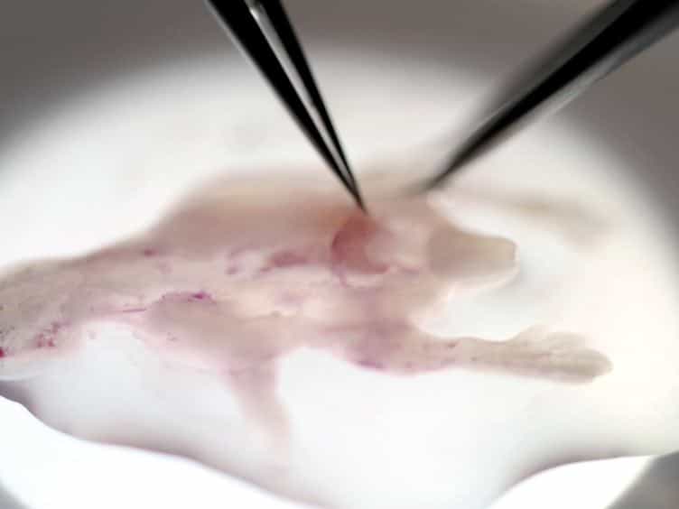 Isolation and Culture of Dissociated Sensory Neurons From Chick Embryos