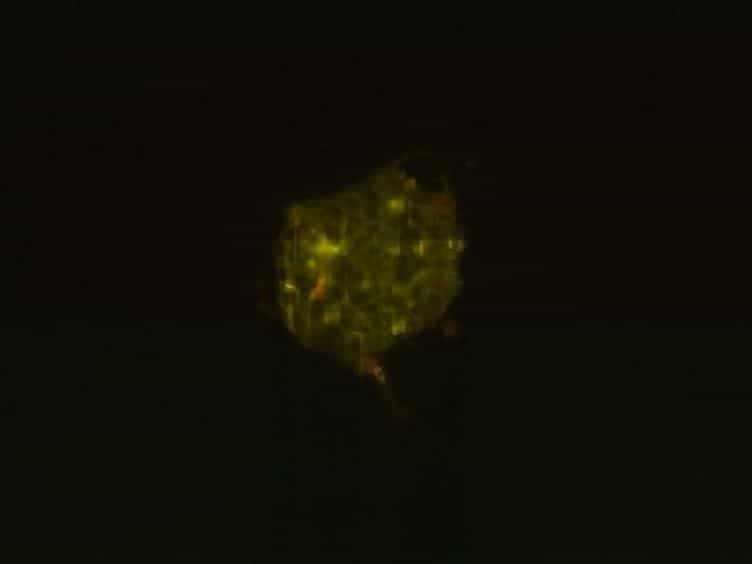Single Plane Illumination Module and Micro-capillary Approach for a Wide-field Microscope