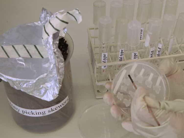 Reporter-based Growth Assay for Systematic Analysis of Protein Degradation