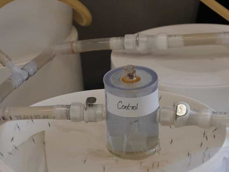 Toxicological Assays for Testing Effects of an Epigenetic Drug on Development, Fecundity and Survivorship of Malaria Mosquitoes