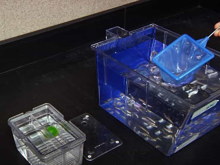A Manual Small Molecule Screen Approaching High-throughput Using Zebrafish Embryos