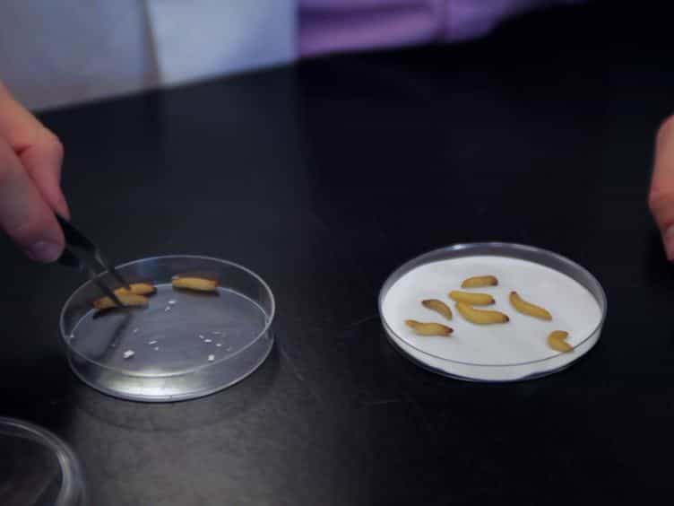 In vivo and In vitro Rearing of Entomopathogenic Nematodes Steinernematidae and Heterorhabditidae