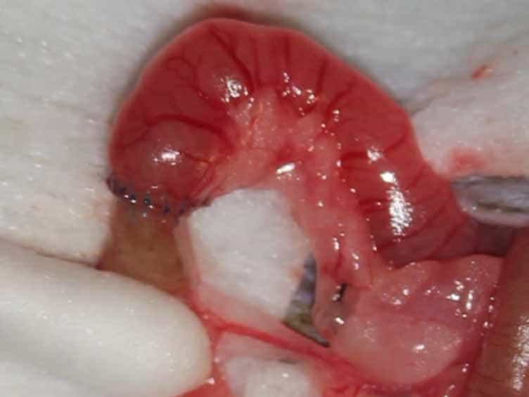 Murine Ileocolic Bowel Resection with Primary Anastomosis