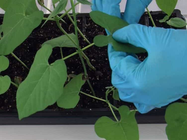 The Infiltration-centrifugation Technique for Extraction of Apoplastic Fluid from Plant Leaves Using Phaseolus vulgaris as an Example