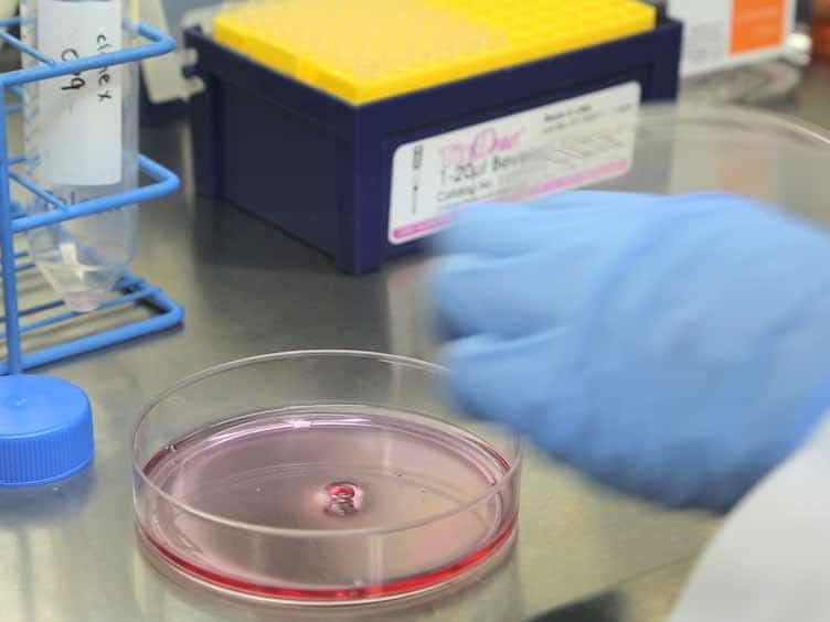 Derivation of T Cells In Vitro from Mouse Embryonic Stem Cells