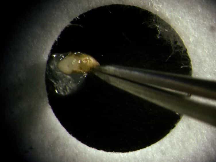 Live-imaging of the Drosophila Pupal Eye