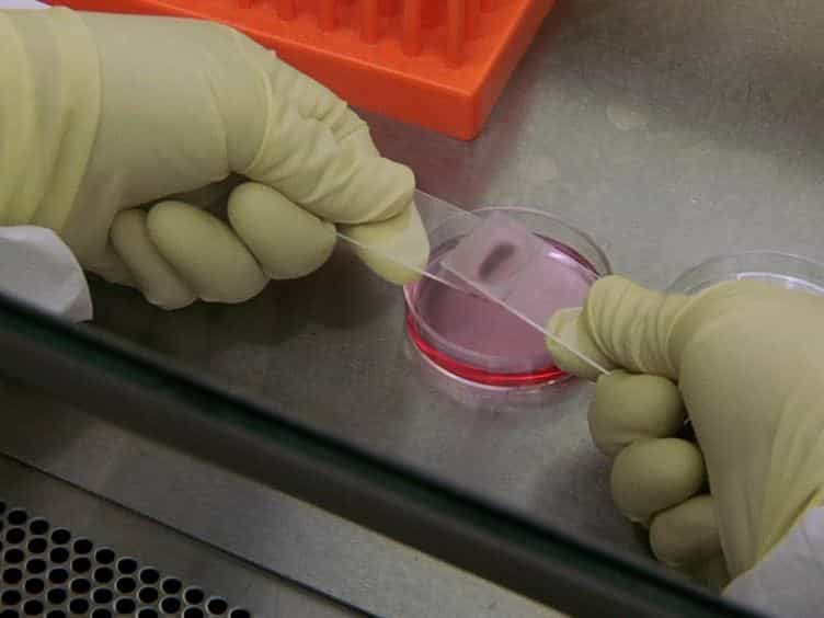 In Vitro Analysis of Myd88-mediated Cellular Immune Response to West Nile Virus Mutant Strain Infection