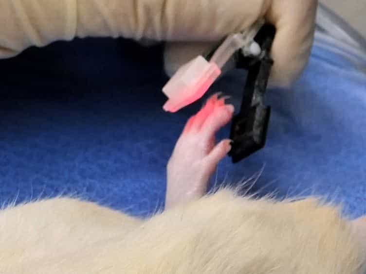Complete Thymectomy in Adult Rats with Non-invasive Endotracheal Intubation