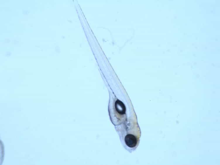 Modeling Mucosal Candidiasis in Larval Zebrafish by Swimbladder Injection