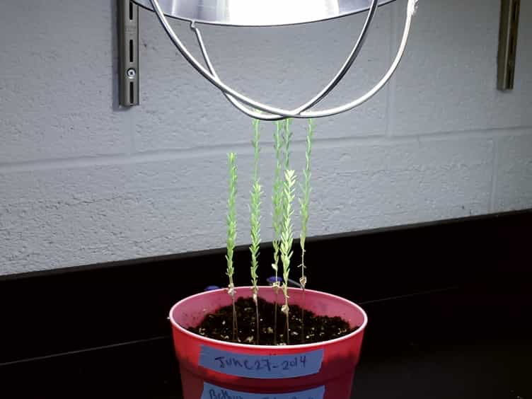 Floral-Dip Transformation of Flax Linum usitatissimum to Generate Transgenic Progenies with a High Transformation Rate