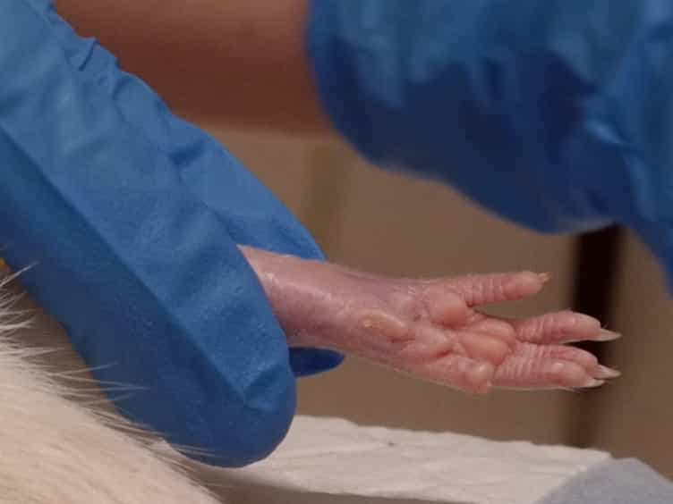 Remote Limb Ischemic Preconditioning: A Neuroprotective Technique in Rodents