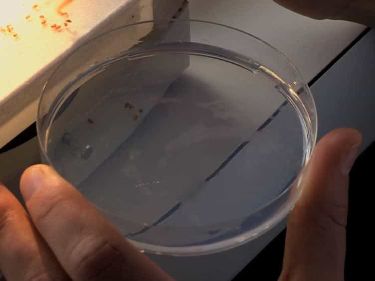 Isolating Intestinal Stem Cells from Adult Drosophila Midguts by FACS to Study Stem Cell Behavior During Aging