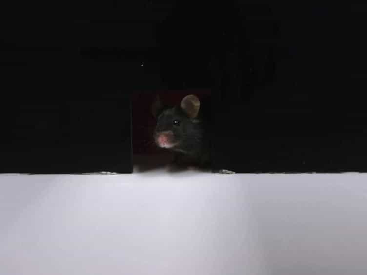 The Use of the Puzzle Box as a Means of Assessing the Efficacy of Environmental Enrichment