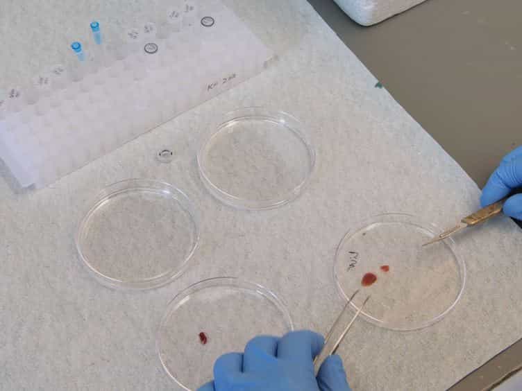 Electrophoretic Mobility Shift Assay EMSA for the Study of RNA-Protein Interactions: The IRE/IRP Example