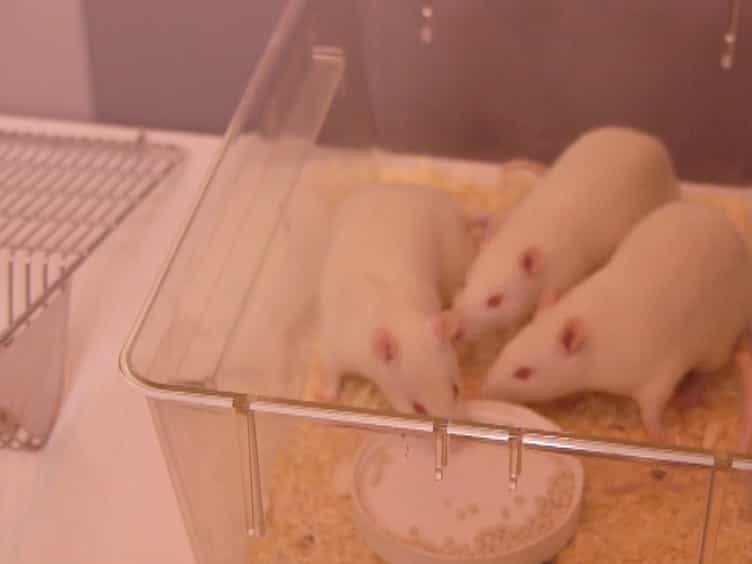 Signal Attenuation as a Rat Model of Obsessive Compulsive Disorder