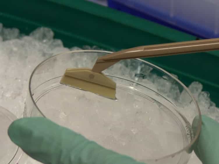 Electroporation of Functional Bacterial Effectors into Mammalian Cells
