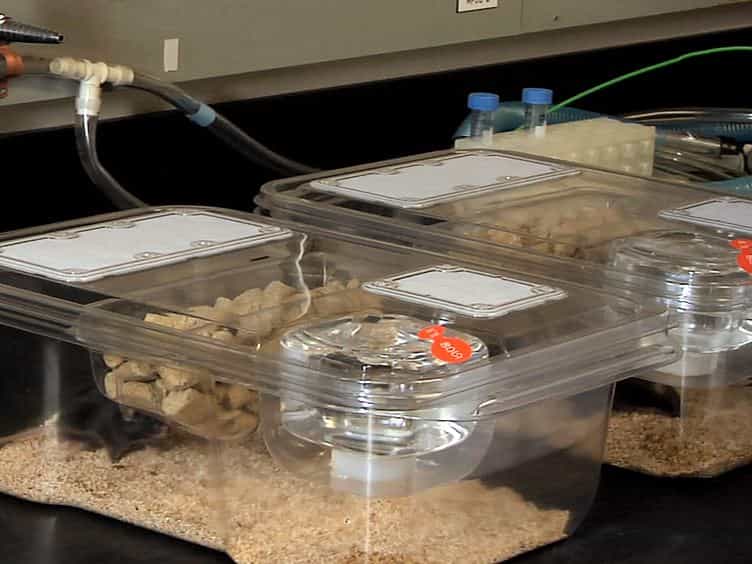 A Mouse Fetal Skin Model of Scarless Wound Repair