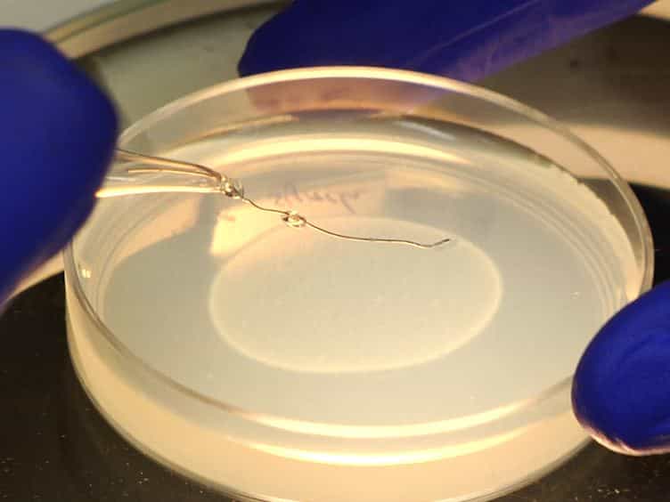 Investigating the Spreading and Toxicity of Prion-like Proteins Using the Metazoan Model Organism C. elegans