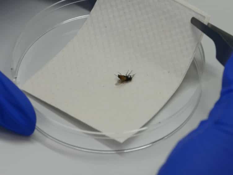 Detection of Foodborne Bacterial Pathogens from Individual Filth Flies