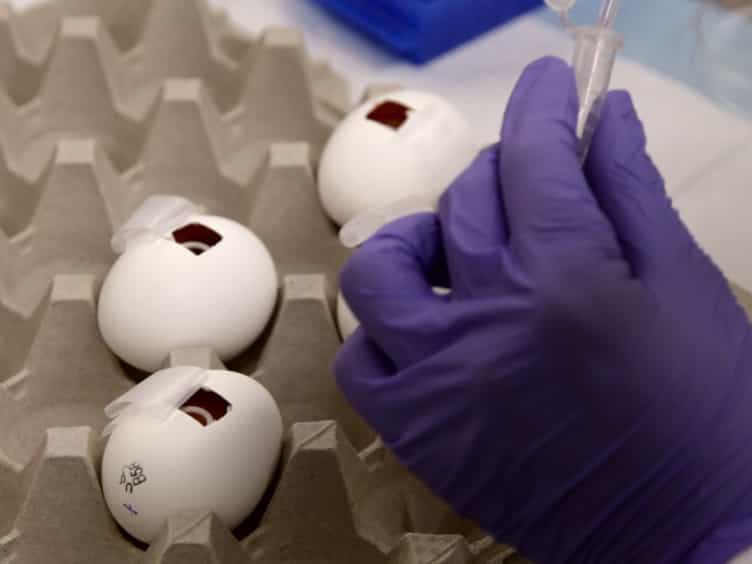 The In Ovo Chick Chorioallantoic Membrane (CAM) Assay as an Efficient Xenograft Model of Hepatocellular Carcinoma