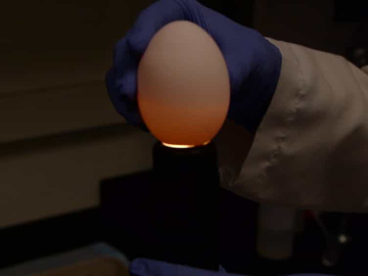Influenza Virus Propagation in Embryonated Chicken Eggs