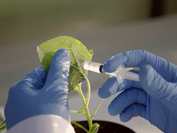 A Comparative Analysis of Recombinant Protein Expression in Different Biofactories: Bacteria, Insect Cells and Plant Systems
