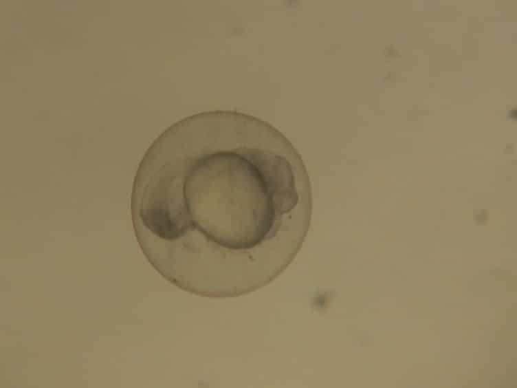 Mechanical Vessel Injury in Zebrafish Embryos