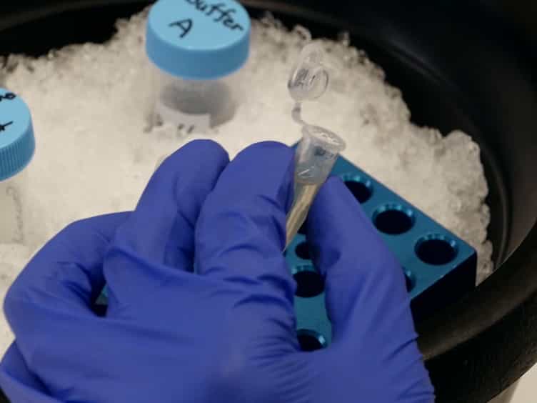 Protein Purification Technique that Allows Detection of Sumoylation and Ubiquitination of Budding Yeast Kinetochore Proteins Ndc10 and Ndc80