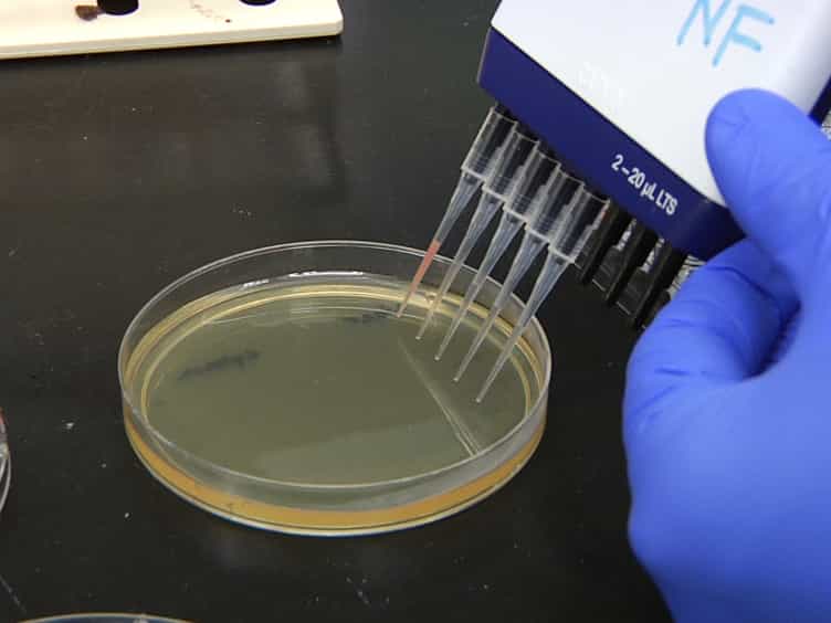 Assessing Bacterial Invasion of Cardiac Cells in Culture and Heart Colonization in Infected Mice Using Listeria monocytogenes