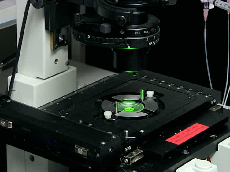 Determining Membrane Protein Topology Using Fluorescence Protease Protection FPP