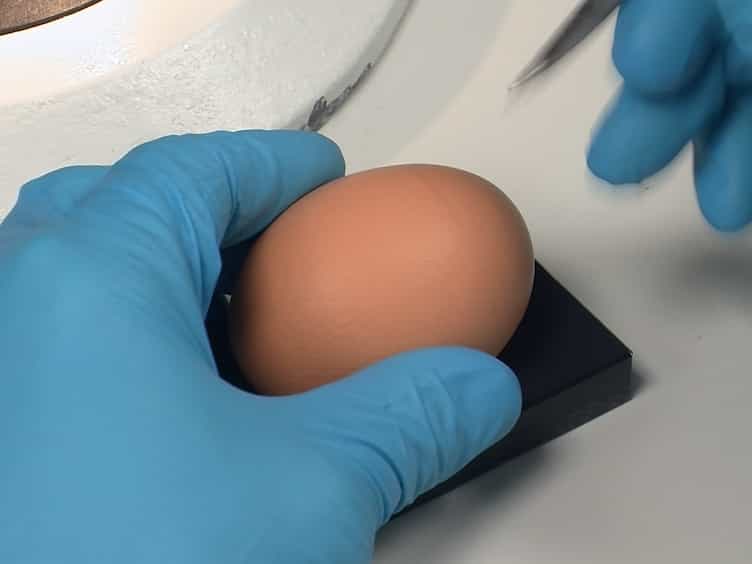 Dual Labeling of Neural Crest Cells and Blood Vessels Within Chicken Embryos Using ChickGFP Neural Tube Grafting and Carbocyanine Dye DiI Injection