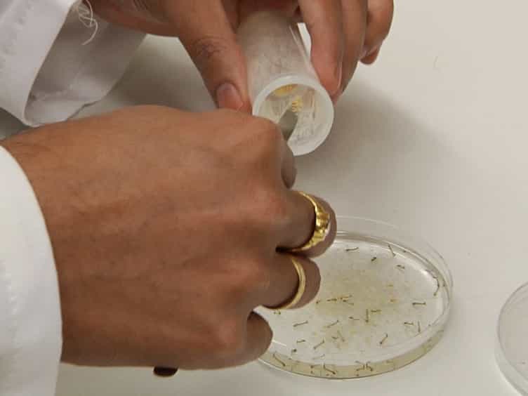 Chitosan/Interfering RNA Nanoparticle Mediated Gene Silencing in Disease Vector Mosquito Larvae
