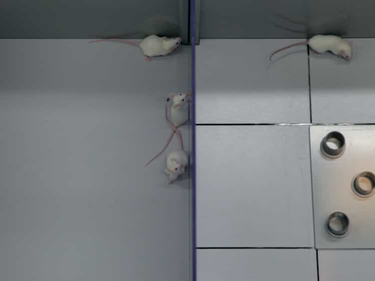 The Modified Hole Board - Measuring Behavior, Cognition and Social Interaction in Mice and Rats