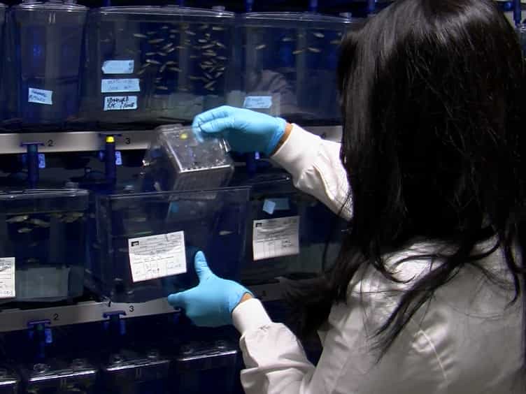 Evaluation of Zebrafish Kidney Function Using a Fluorescent Clearance Assay