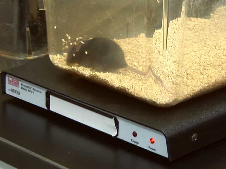 Intrauterine Telemetry to Measure Mouse Contractile Pressure In Vivo